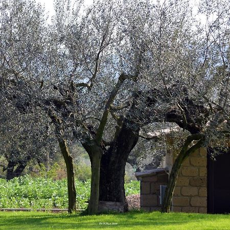 Il Casale degli Ulivi Affittacamere Gradoli Esterno foto