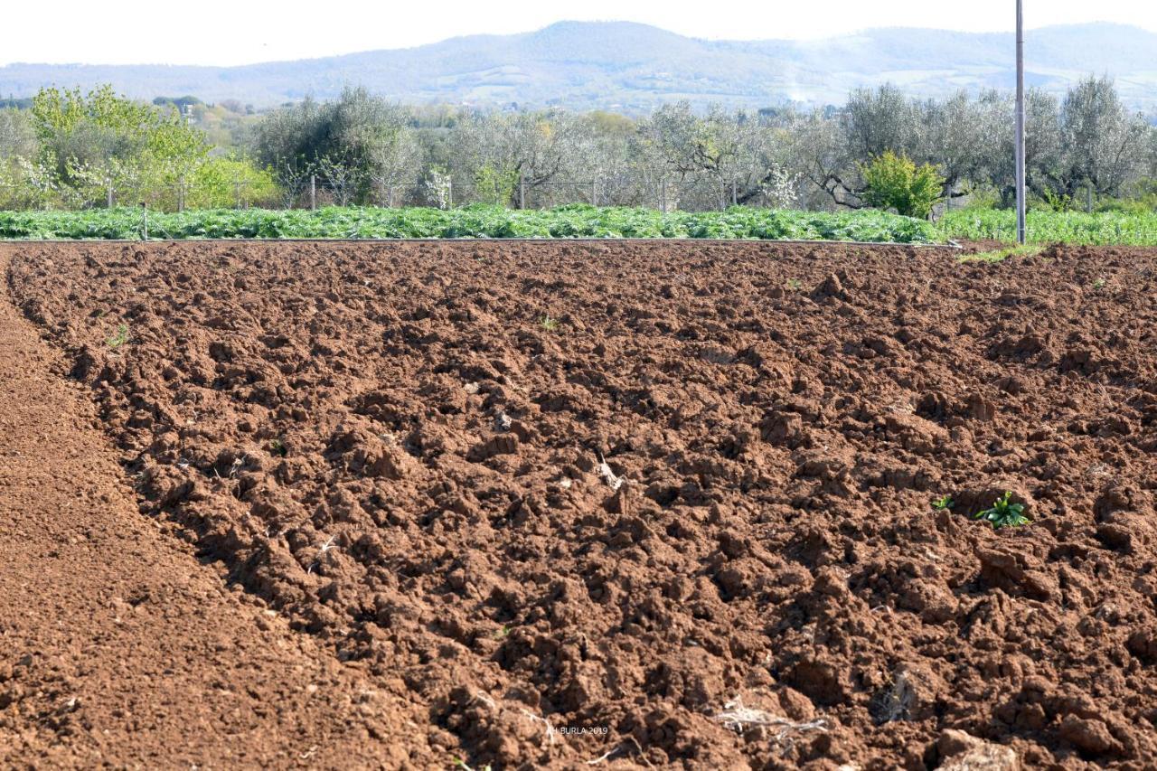 Il Casale degli Ulivi Affittacamere Gradoli Esterno foto